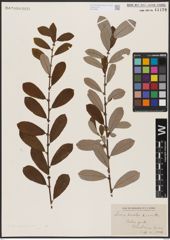 Foto von Salix atrocinerea Brot.